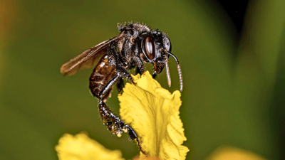 Rôle et Valeur des Connaissances Indigènes dans la Conservation des Abeilles Sans Dard (Apidae Meliponini) au Togo